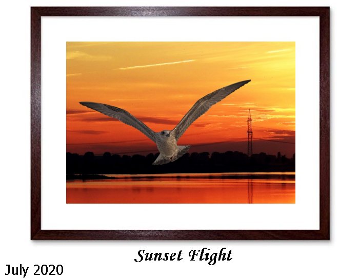Sunset Flight